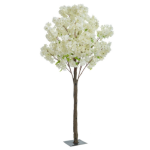 Cerisier fleuri blanc - H  100 cm