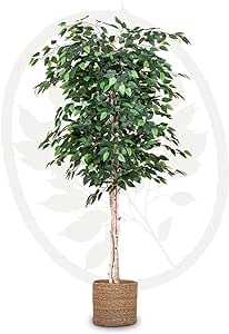 Ficus artificiel - H 180 cm