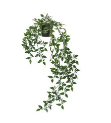 Plante tombante - 70 cm