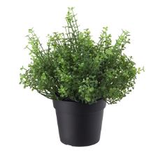 Plante larme d'ange - H 21 cm