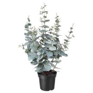 Eucalyptus en pot - H 50 cm