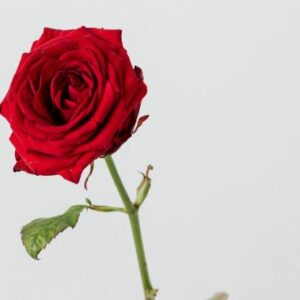 Rose rouge artificielle - L 20 cm